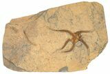 Ordovician Brittle Star (Ophiura) With Crinoid - Morocco #189655-1